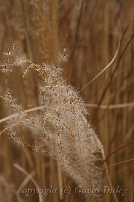 Sedges, Cloudehill Gardens IMG_6523.JPG